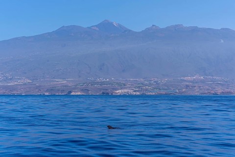 Tropical Calderon Whale off the Costa de Adeje in the south of Tenerife with Mount Teide in the background