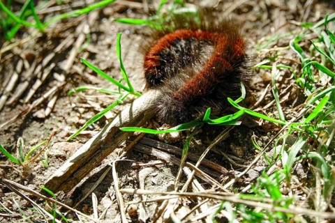 Caterpillar of the fox moth