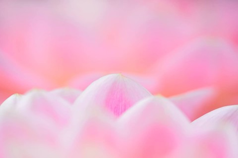 Water lily dahlias