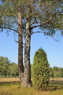 Heathland