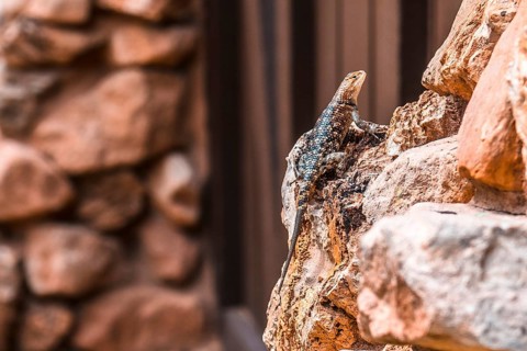 A beautiful lizard seen on the Bright Angel Trailhead in the Grand Canyon. Arizona