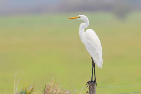 Great egret