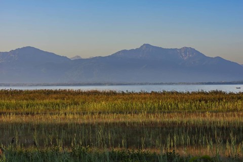 Strip of reeds