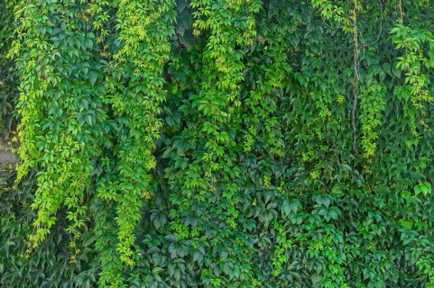 Wall overgrown with five-leaved wild vine