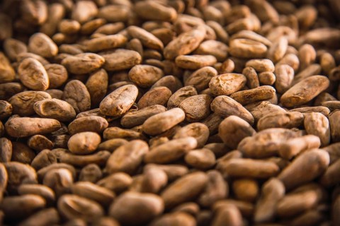 Roasted cocoa beans made of natural Chocolate on Roatan Island. Honduras