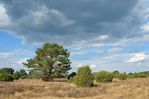 Heathland landscape