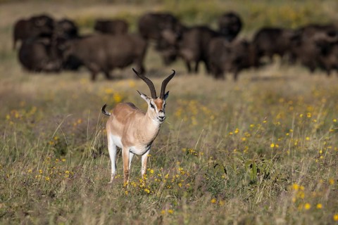 Grant's gazelle
