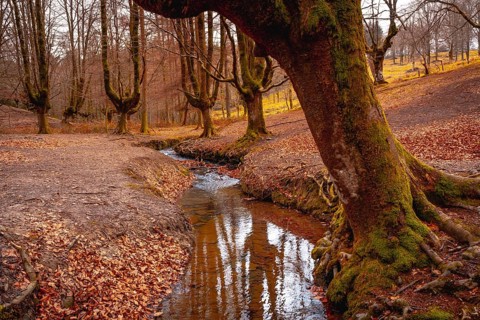 Magical Otzarreta Forest in the natural park of Gorbea
