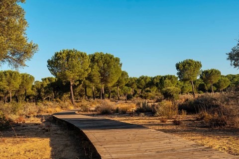 Wooden walkway for walks inside the Donana Natural Park