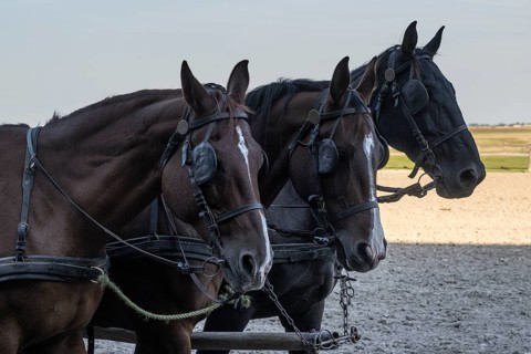 Horses