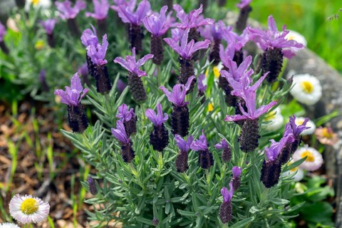 French lavender