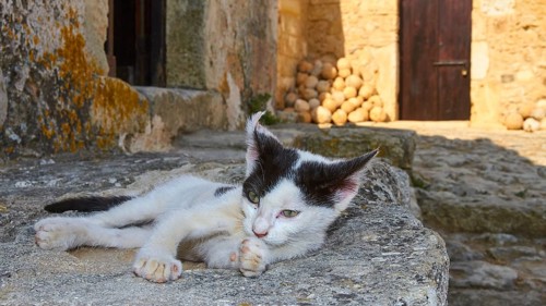 KLeine young cat