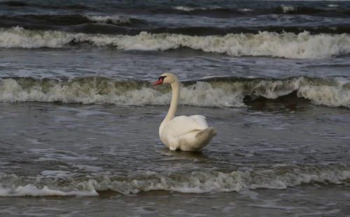 A Mute Swan
