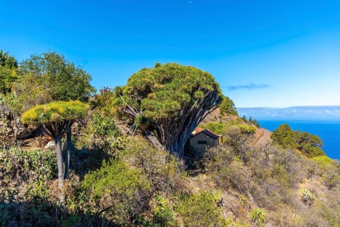 Las tricias trail and its beautiful dragon trees in the town of Garafia in the north of the island of La Palma