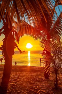 Red sunset in some palm trees on West End beach on Roatan Island. Honduras