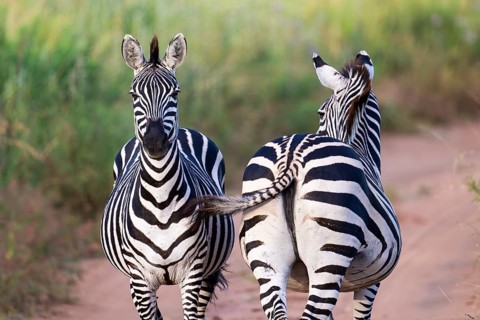 Plains zebra