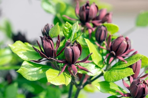 Spicebush