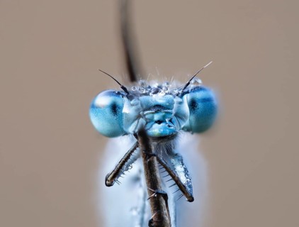 Common blue damselfly
