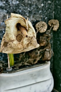 Still Life with Withered Calla Flower