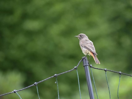 Black Redstart