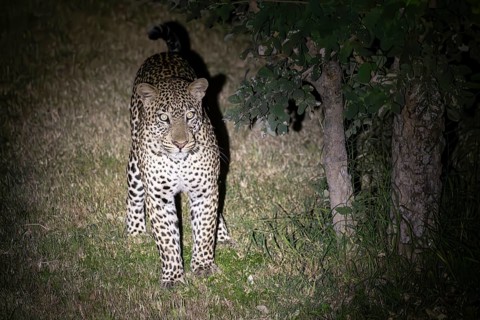 Leopard