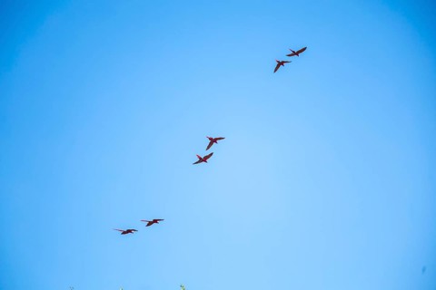 Macaws flying as a couple at Copan Ruinas temples. Honduras