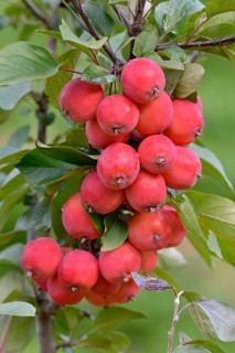 Ornamental apple tree