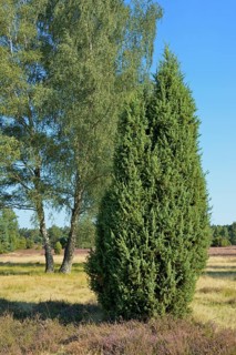 Heathland