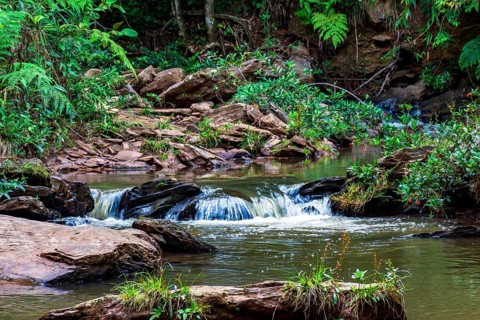 River of calm waters crossing the rainforest vegetation in Minas Gerias
