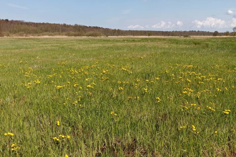 Wet meadow