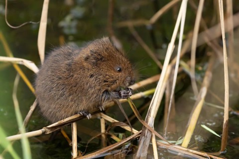 Water vole