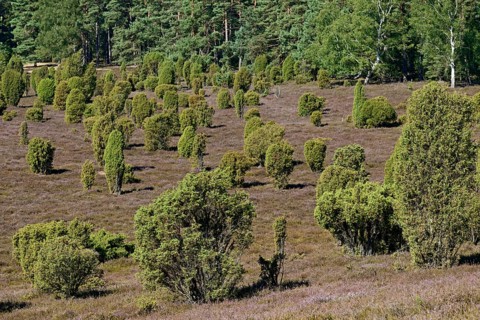 Heathland