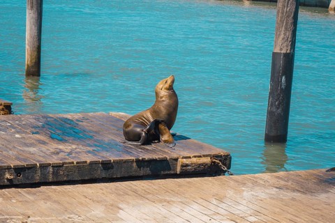 A freshly dried seal at Pier 39