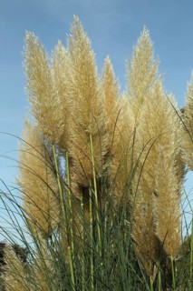Pampas grass