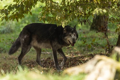 Timberwolf