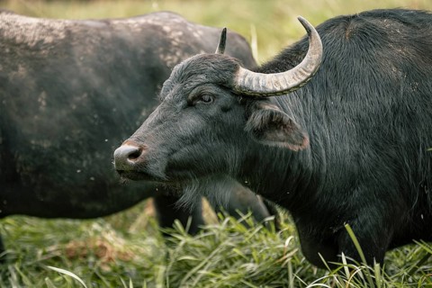 Water buffalo