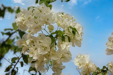 White bougainvillea