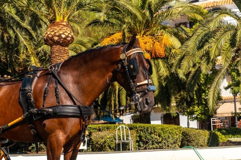 Horse-drawn carriages in the municipality of Mijas in Malaga. Andalusia