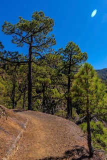 Path between trees on the trek to the top of La Cumbrecita next to the mountains of the Caldera de Taburiente