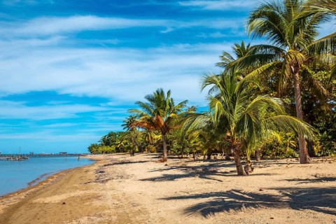 Palm trees on the beach of Sandy Bay on Roatan Island. Honduras