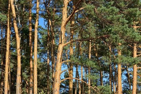 Conifers