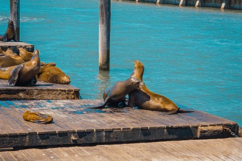 An adult seal looking at another in the water at Pier 39