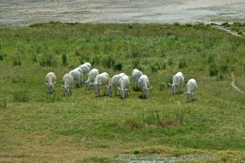 Herd of Austro-Hungarian White Baroque Asses