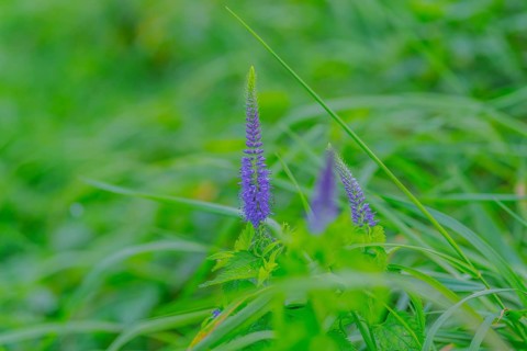 Garden speedwell