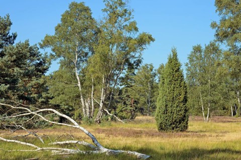 Heathland