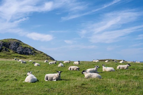 Sheep grazing in a pasture