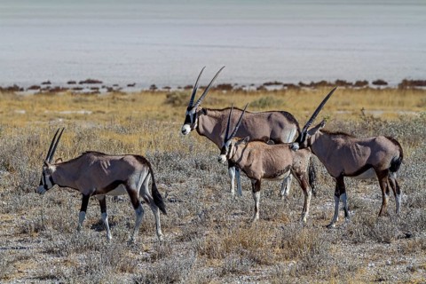 Group of oryx antelopes in front of the salt pan in Etosha National Park