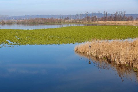 Polder