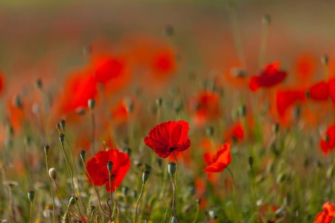 Poppy flowers