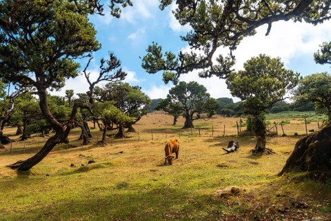 Fanal forest Madeira